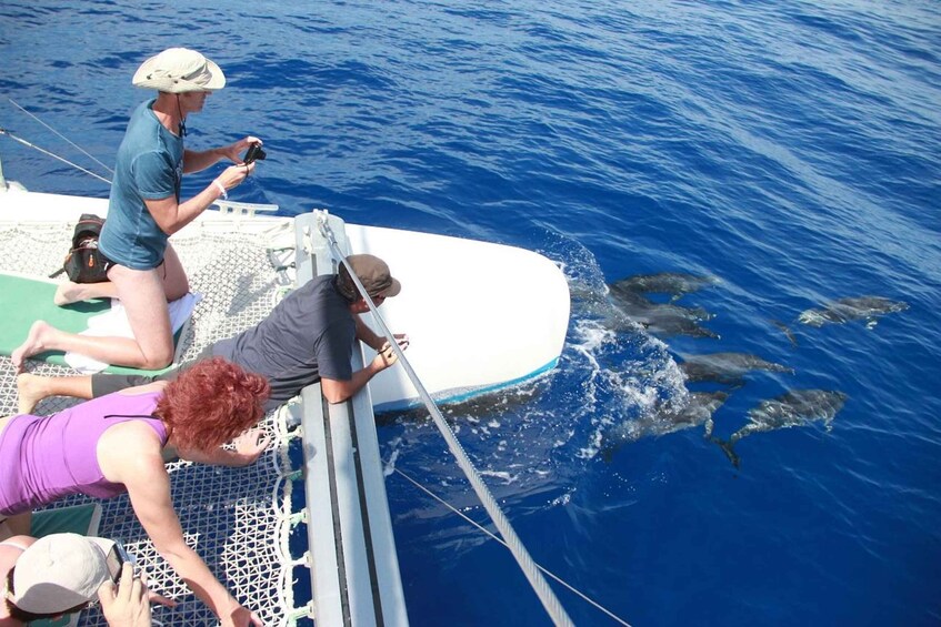 A boat with people observing dolphins swimming in the water. 5