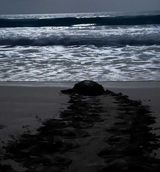 Picture 3 for Activity Boa Vista: Ethical Sea Turtle Conservation Camp with a Biologist 2