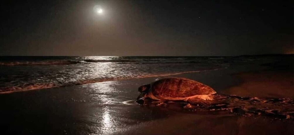 Boa Vista: Ethical Sea Turtle Conservation Camp with a Biologist 1