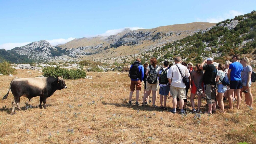 A group of people observing a cow in a mountainous area with dry grass and rocky terrain. 3