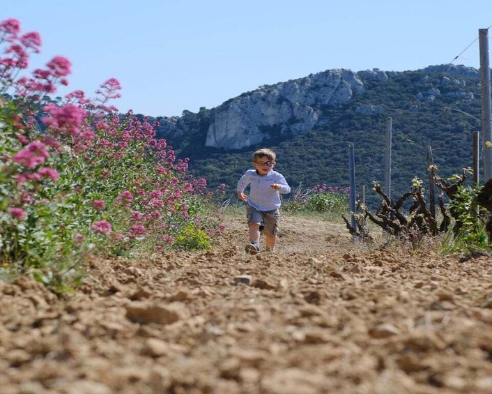 Picture 3 for Activity Bandol: Hike in the vineyards of Château Canadel + tasting 2