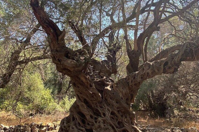 A large, twisted tree with thick branches in a forested area. 4