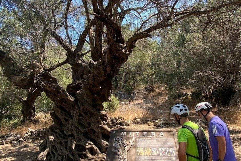 A rugged tree with a sign labeled 'Miteria' and two people wearing helmets and backpacks. 1