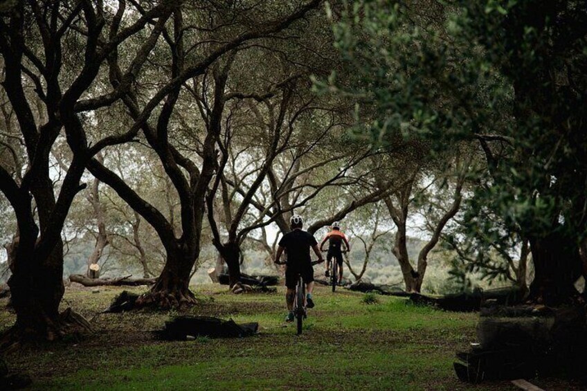 A person riding a bicycle on a path surrounded by trees. 3