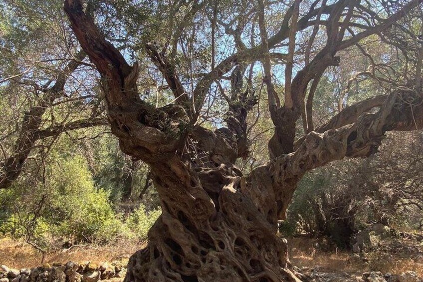 Guided EBike Adventure and Olive Oil Tasting in Corfu 4
