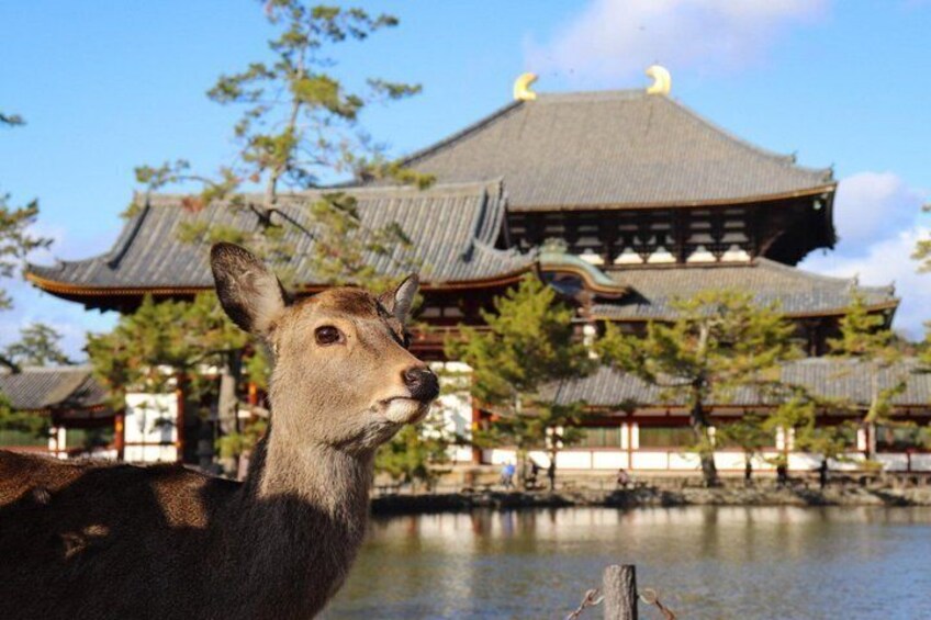 A deer in front of a traditional Japanese building with a pond. 2