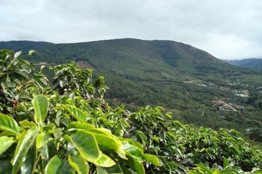 Poás Volcano and Starbucks Coffee Tasting Semi Private Tour 3