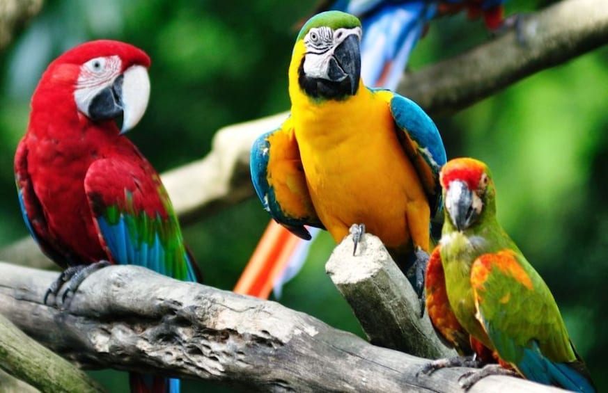 Three colorful parrots perched on a branch. 2