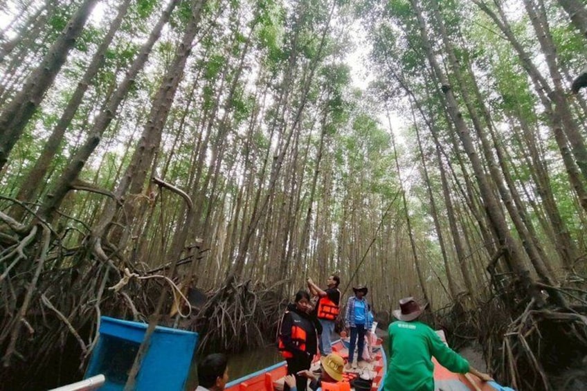 A group of people on a boat in a mangrove forest. 2