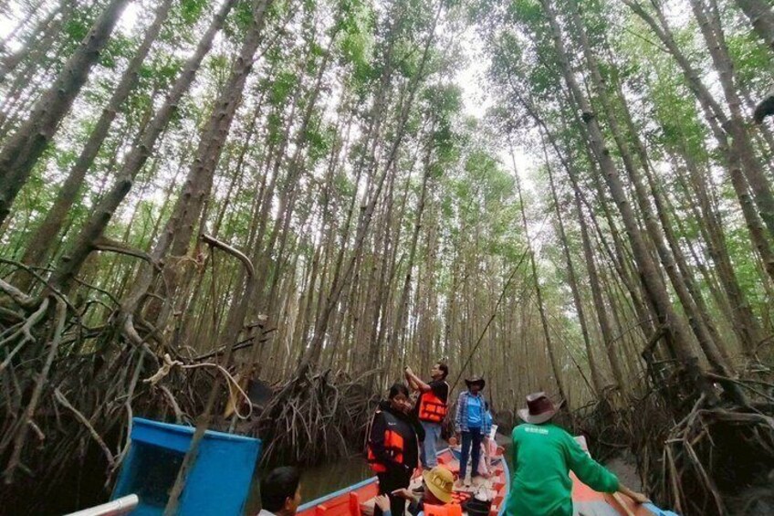 A group of people on a boat in a mangrove forest. 1