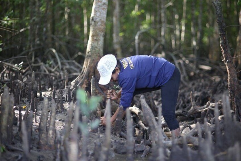 Foraging the Mangroves Surat Thani 3