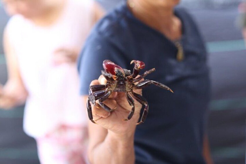 Foraging the Mangroves Surat Thani 2