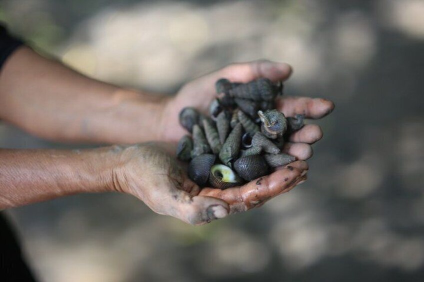 Foraging the Mangroves Surat Thani 4