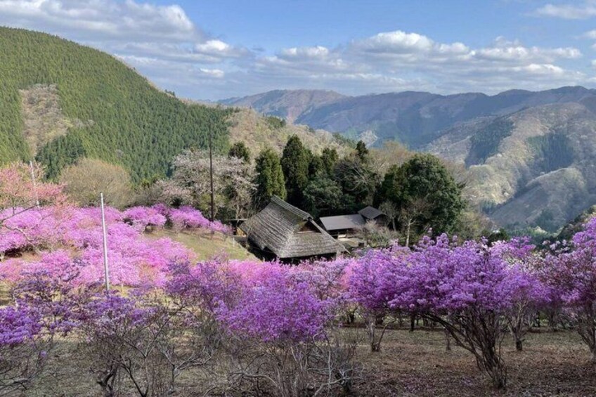 From Tokyo: Okutama & Hinohara Private Day Tour 1