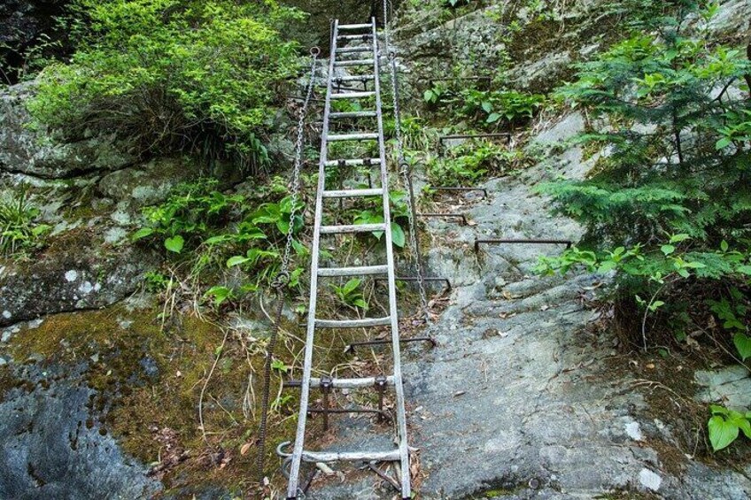 A wooden ladder leading up a rocky path in a forested area. 5