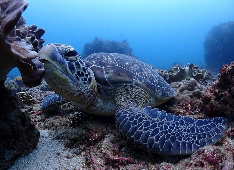 Picture 2 for Activity Padang Bai Scuba Diving 3