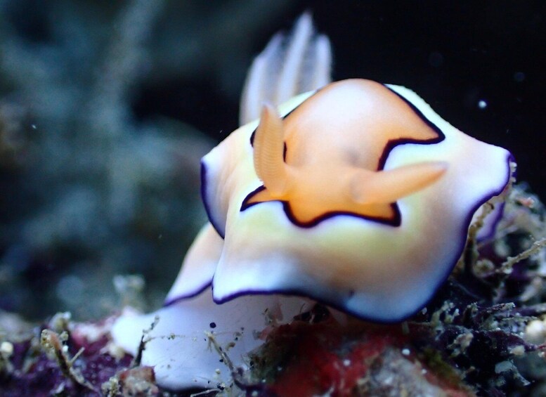 Picture 1 for Activity Padang Bai Scuba Diving 2