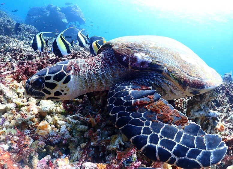 Padang Bai Scuba Diving 1
