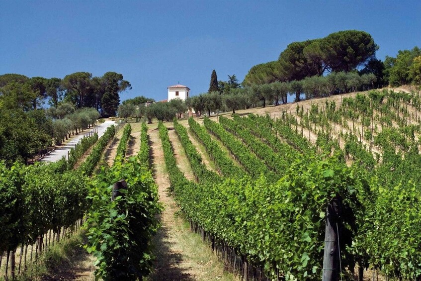 Picture 8 for Activity Avellino: Winery Tour & Wine Tasting at Tenuta Cavalier Pepe 5
