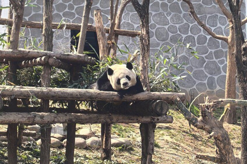 A panda resting on a wooden log in a zoo enclosure with stone walls and trees. 4