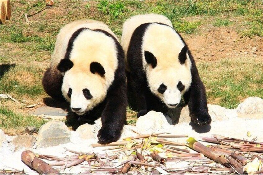 Terracotta Warriors Museum and Panda Qizai One Day Tour 2