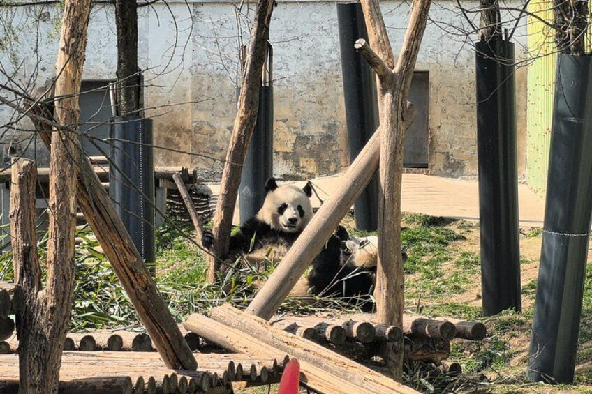 A panda resting in a zoo enclosure with wooden logs and a fence. 5