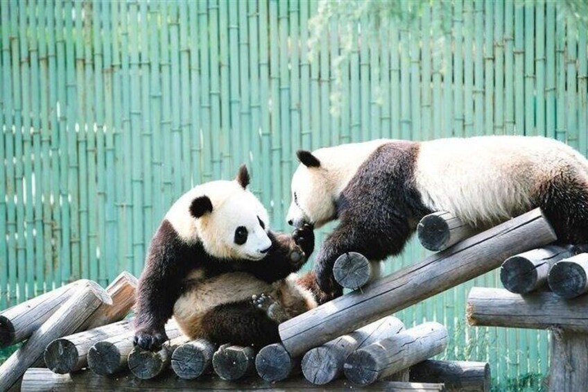 Terracotta Warriors Museum and Panda Qizai One Day Tour 4