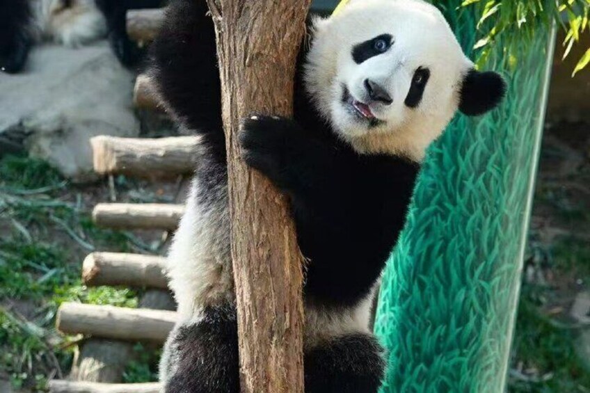 Terracotta Warriors Museum and Panda Qizai One Day Tour 5