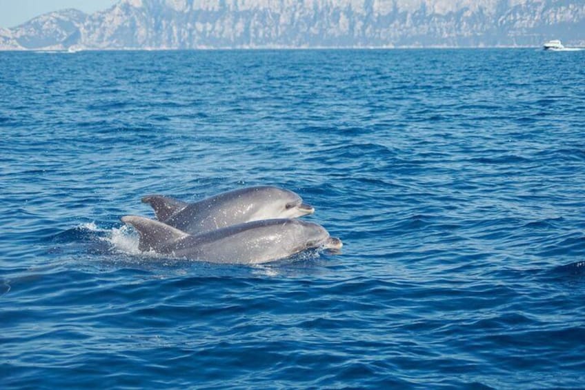 Tavolara and Molara by catamaran with dolphin sighting 2