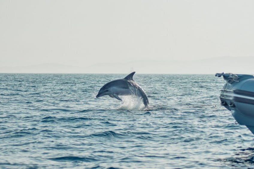 Tavolara and Molara by catamaran with dolphin sighting 5