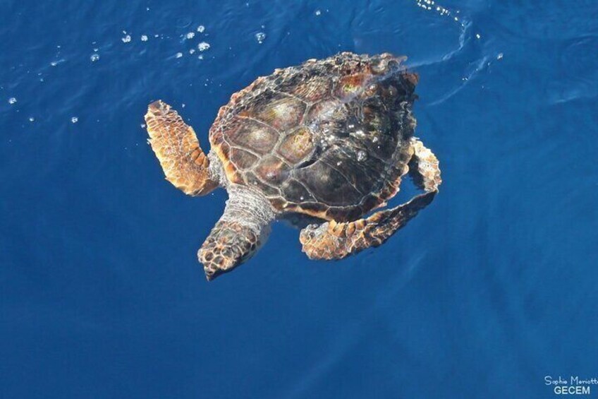 Cruise to the islet Master Snorkeling paddle and relax at the bar 2