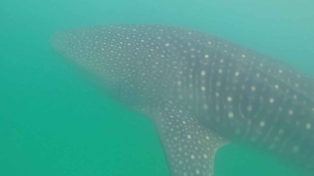 Picture 13 for Activity Zanzibar/DaresSalaam: Whale Shark Day Trip with Flight+Lunch 5