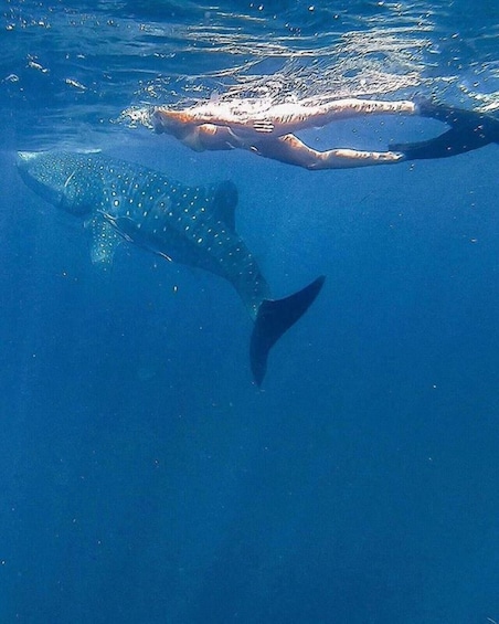 Picture 1 for Activity Zanzibar/DaresSalaam: Whale Shark Day Trip with Flight+Lunch 1