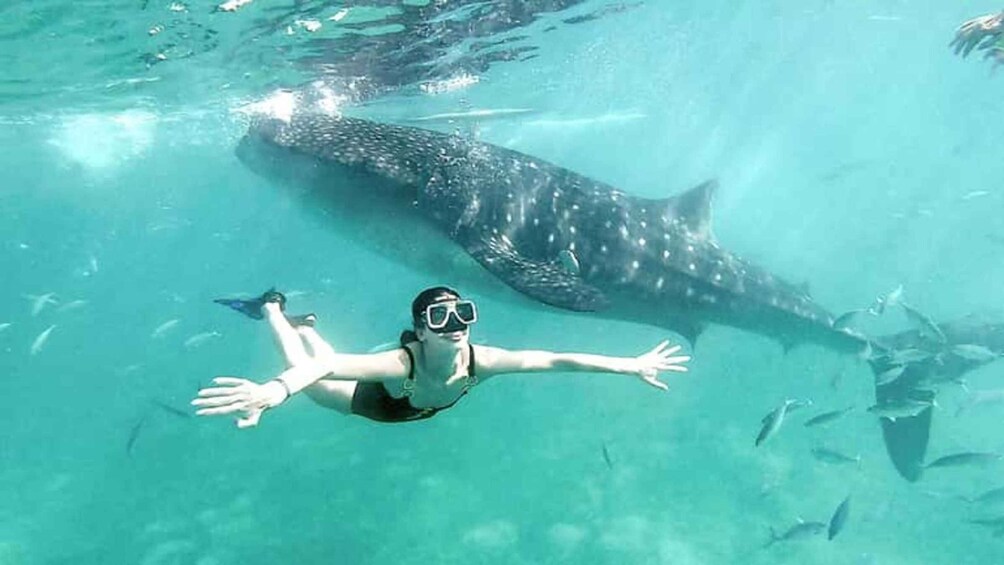Zanzibar/DaresSalaam: Whale Shark Day Trip with Flight+Lunch 1