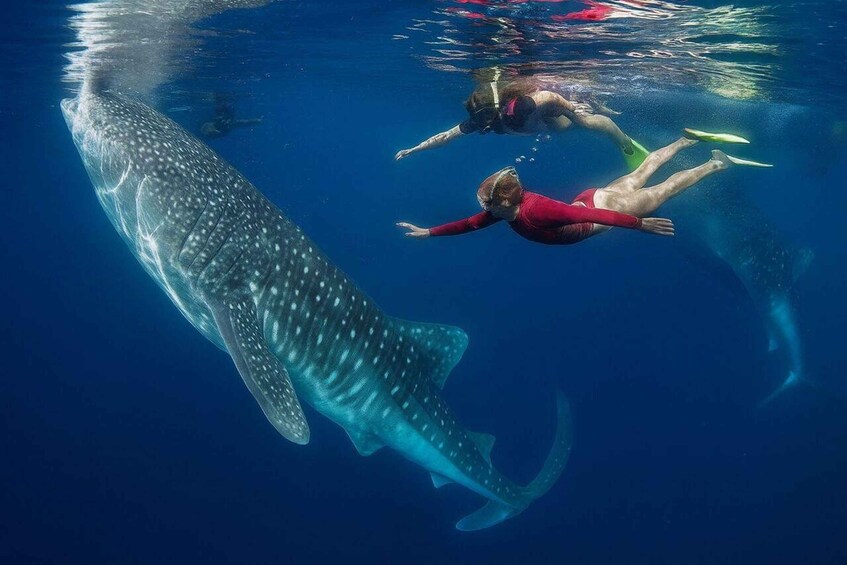 Picture 3 for Activity Zanzibar/DaresSalaam: Whale Shark Day Trip with Flight+Lunch 1