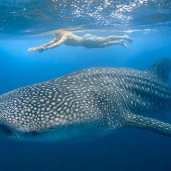 Picture 2 for Activity Zanzibar/DaresSalaam: Whale Shark Day Trip with Flight+Lunch 2
