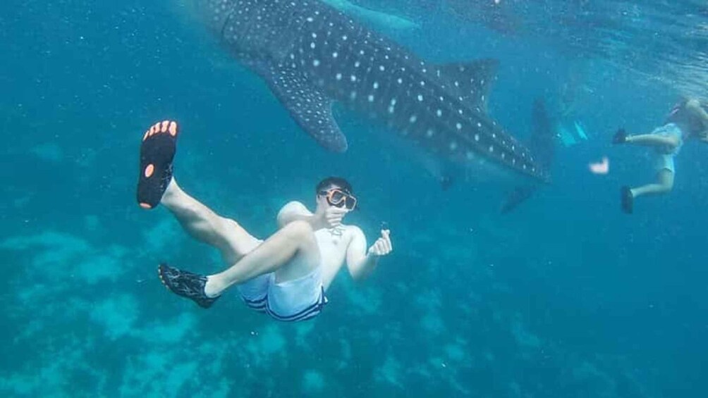 Picture 4 for Activity Zanzibar/DaresSalaam: Whale Shark Day Trip with Flight+Lunch 4