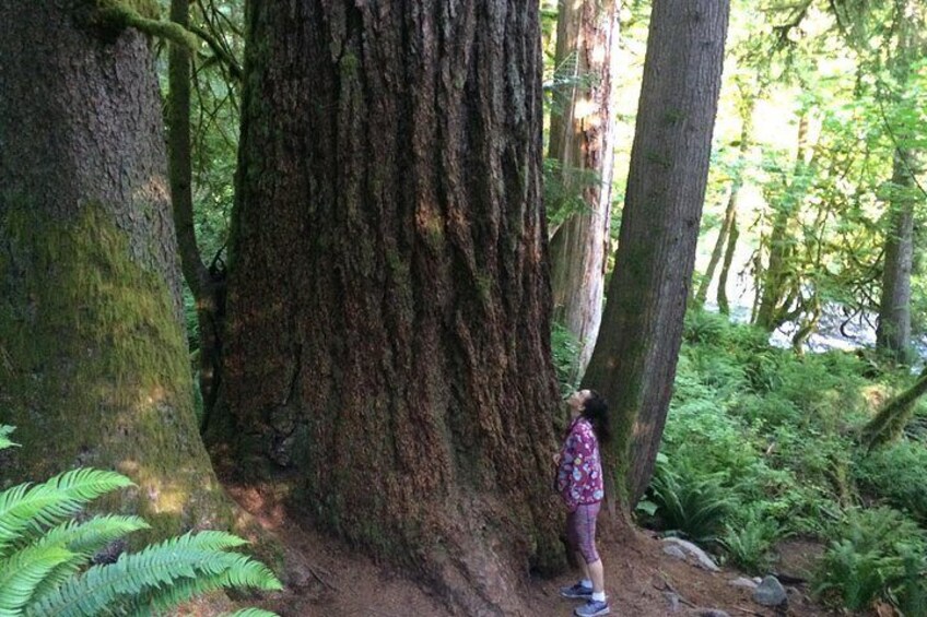 Guided forest hike to Seattle waterfalls incl. Snoqualmie Falls 1