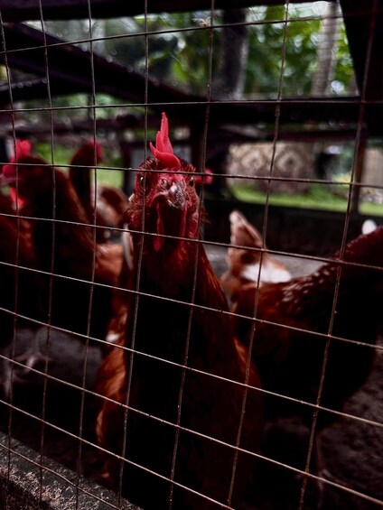 Picture 5 for Activity Koh Yao Yai: Thai Cooking Class Optional Local Life Activity 5