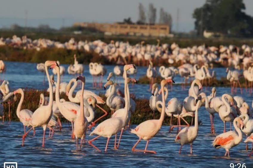 A large flock of flamingos standing in shallow water. 2
