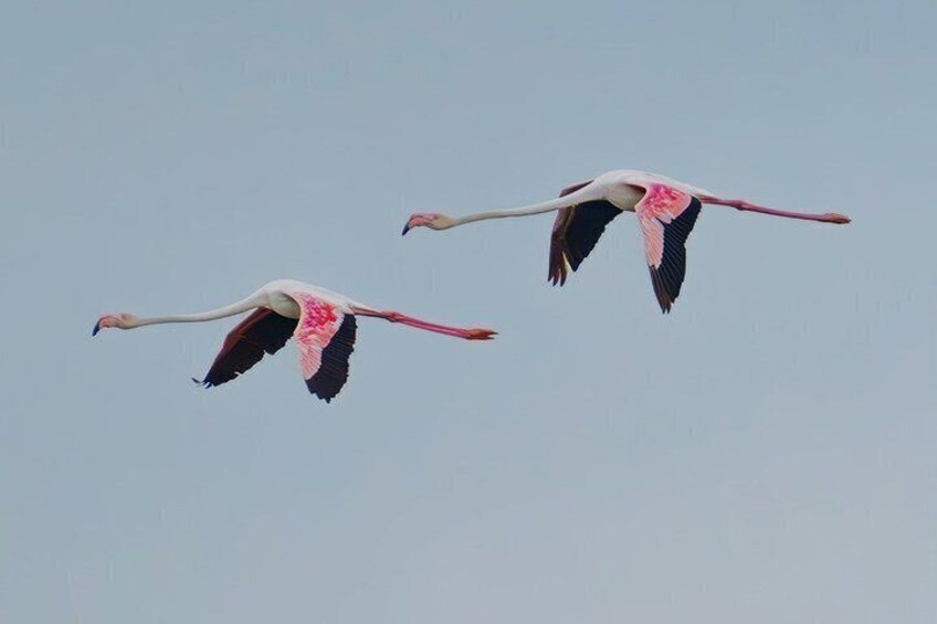Rice and Flamenco Tour in the Ebro Delta 1