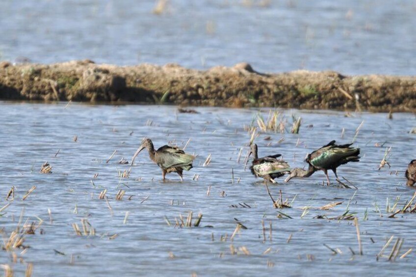 Rice and Flamenco Tour in the Ebro Delta 5