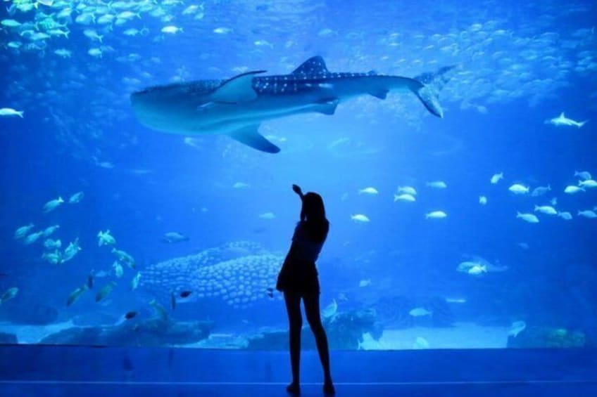 Entrance to Oceanary and cable car 1