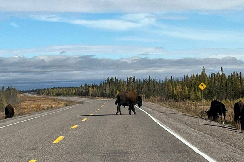 A road with cattle crossing, surrounded by trees and a cloudy sky. 3