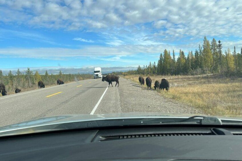 Women Only Scenic Road Trip to the North Arm of Great Slave Lake 4