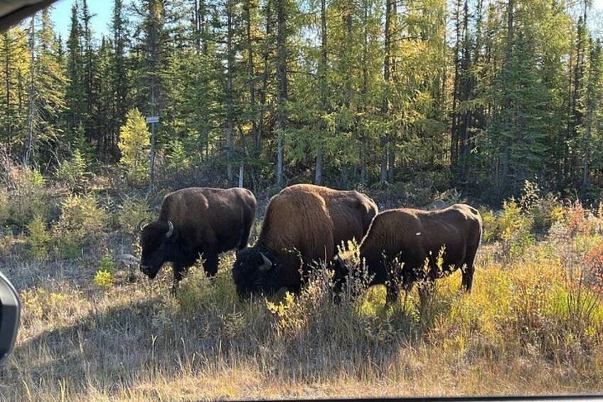 Three bison grazing in a forested area. 1