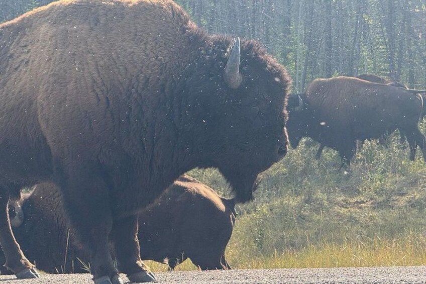 A bison in a natural setting with trees in the background. 2