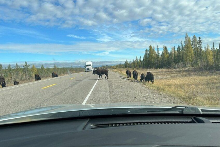 A road with cattle crossing, a truck, and a forested landscape. 4