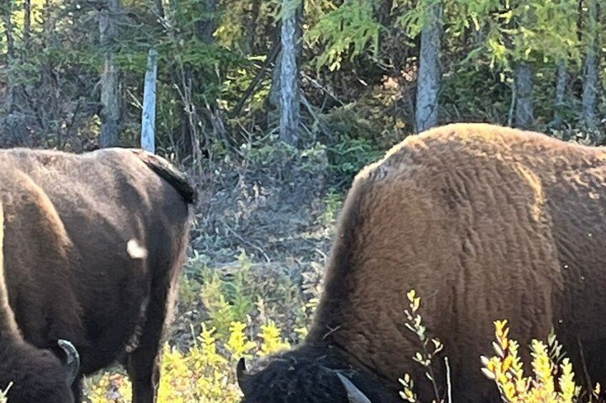 Two bison grazing in a forested area with trees and underbrush. 5
