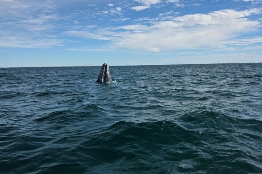 Guided Tour to Isla Espiritu Santo 3